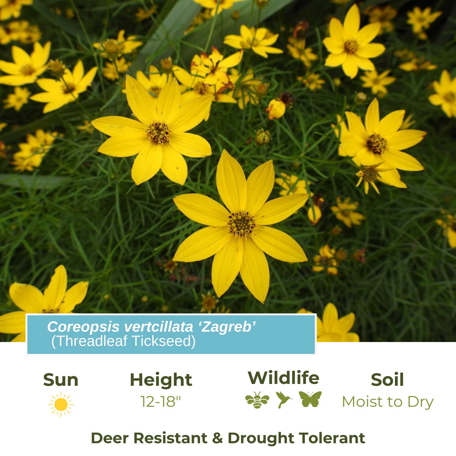Threadleaf Coreapsis Coreopsis verticillata ‘Zagreb’